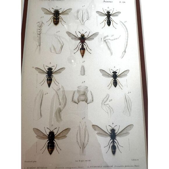 Stunning vintage copperplate engraving 19th century print bees and wasps framed - Picture 4 of 8